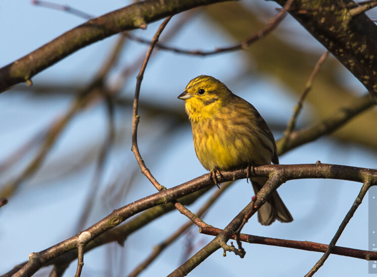 Goldammer (Yellowhammer)