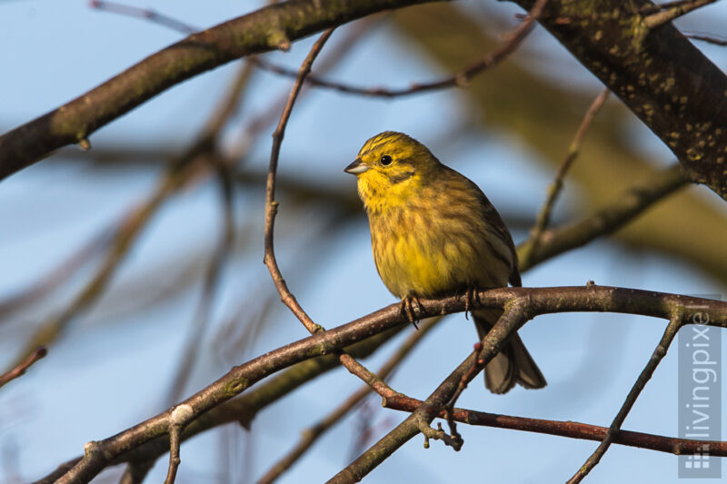 Goldammer (Yellowhammer)