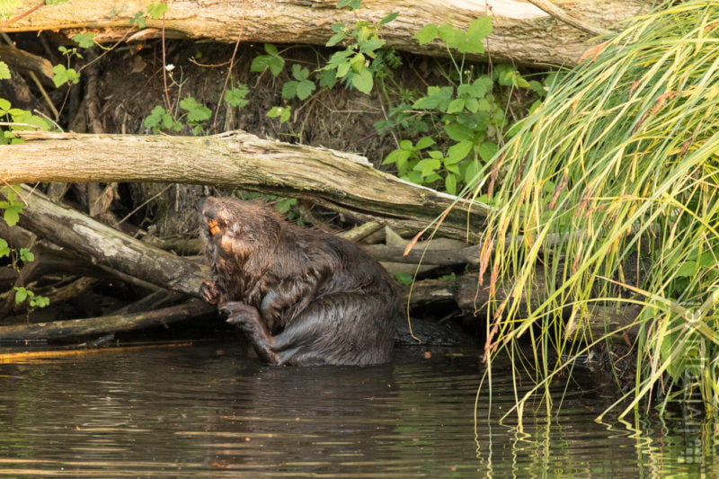 Biber (Beaver)