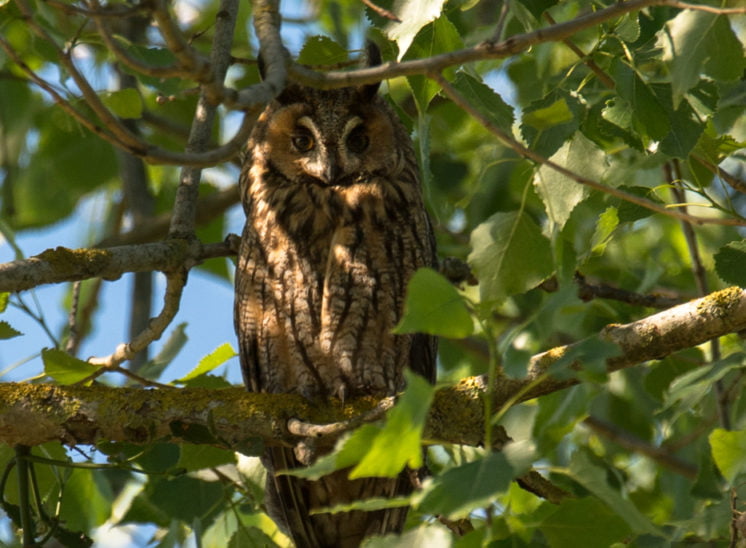 Waldohreule (Long-eared owl)