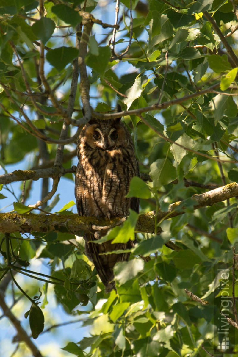 Waldohreule (Long-eared owl)