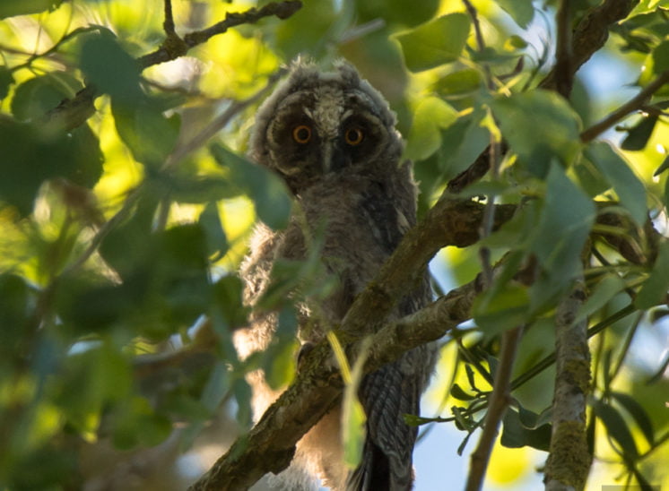 Waldohreule - Ästling (Long-eared owl - Juvenile)