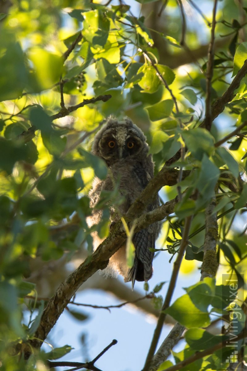 Waldohreule - Ästling (Long-eared owl - Juvenile)