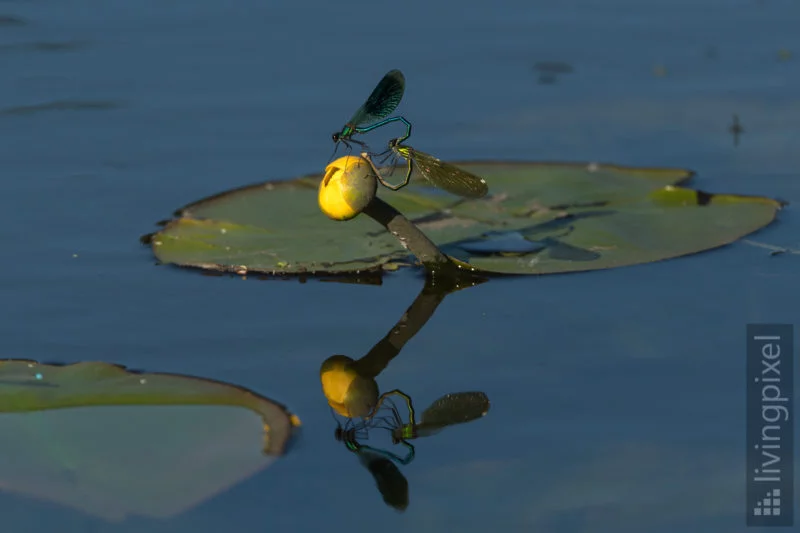 Gebänderte Prachtlibelle (Banded demoiselle)