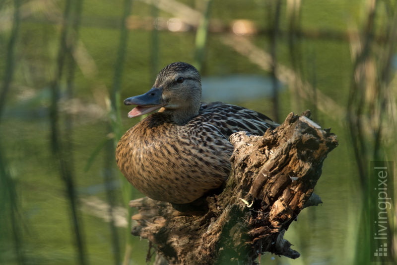 Stockente (Mallard)