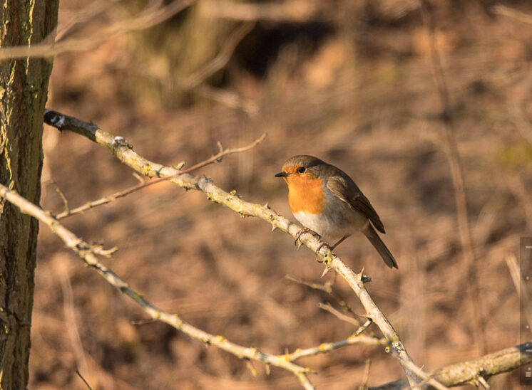 Rotkehlchen (European robin)