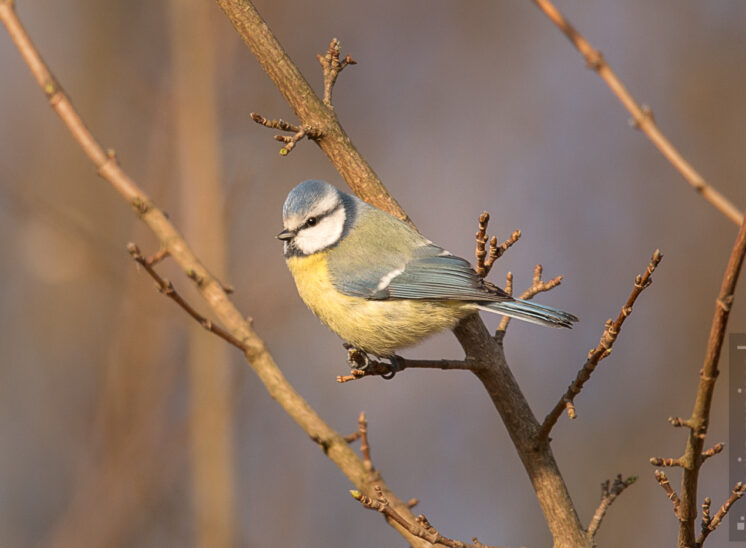 Blaumeise (Eurasian blue tit)