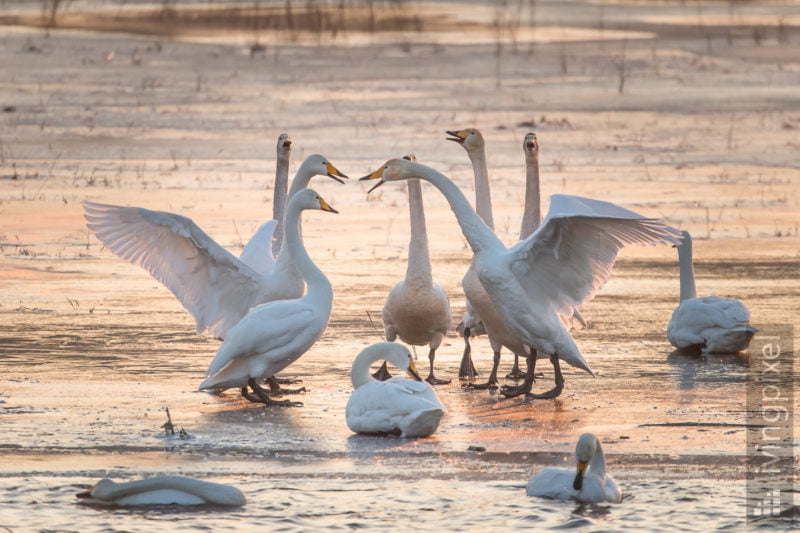 Singschwan (Whooper swan)