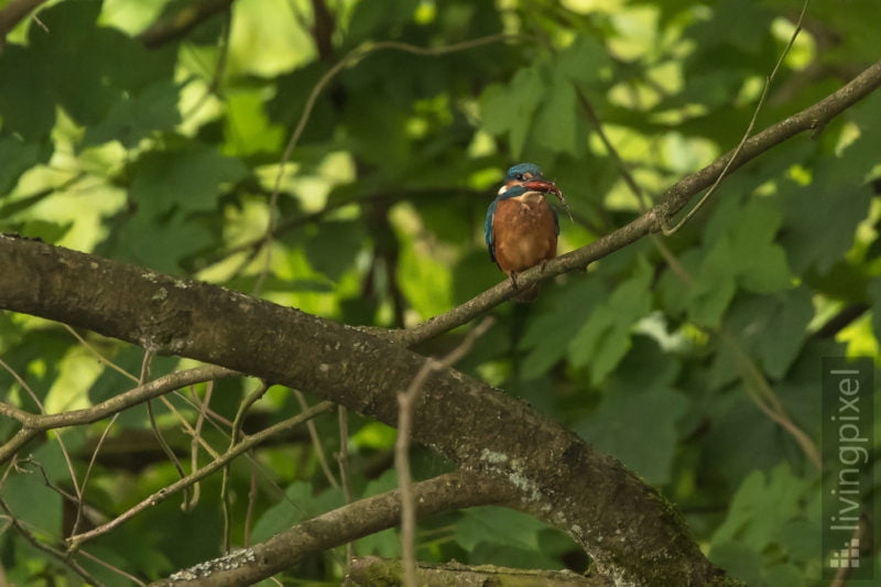 Eisvogel (Common kingfisher)