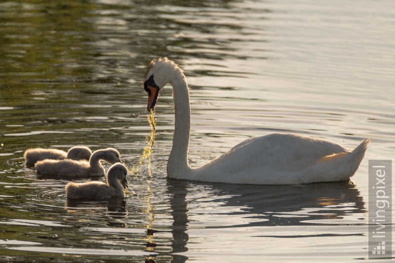 Höckerschwan (Mute swan)