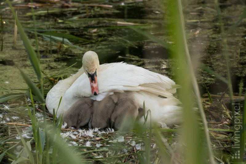 Höckerschwan (Mute swan)