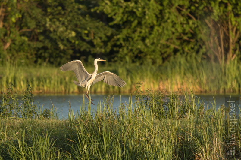 Graureiher (Grey heron)