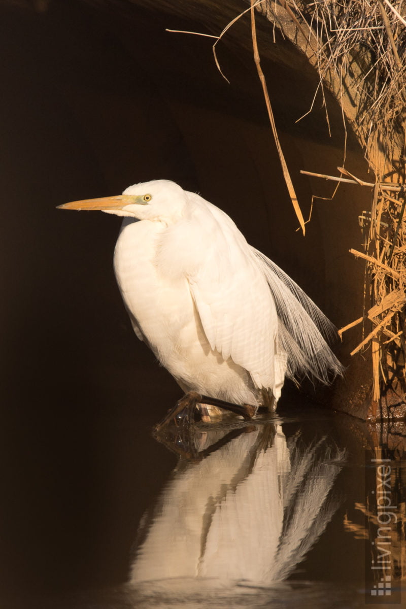 Silberreiher (Great egret)