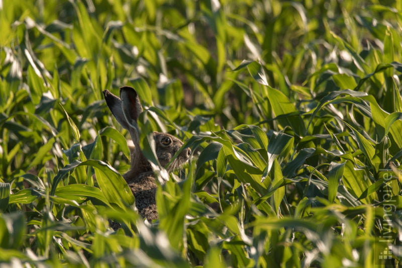 Feldhase (European hare)