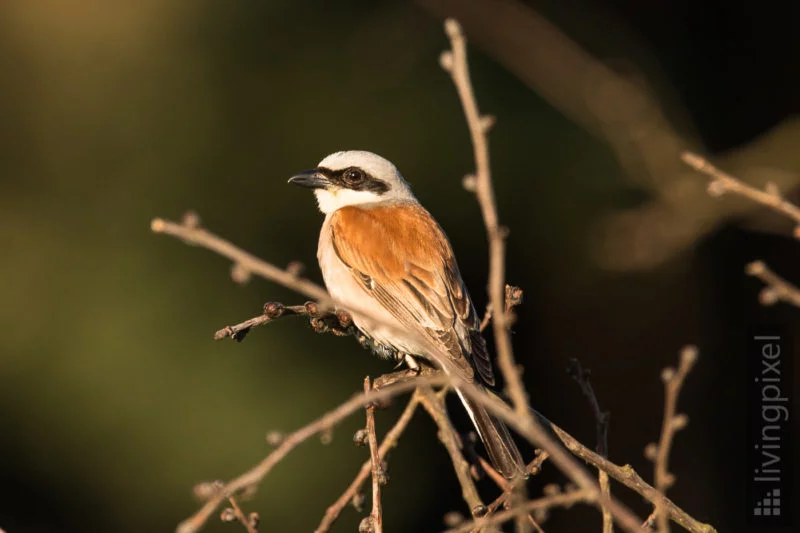 Neuntöter (Red-backed shrike)