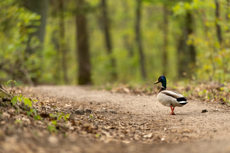 Stockente (Mallard)