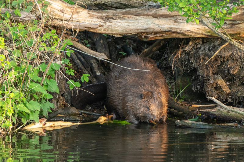 Biber (Beaver)