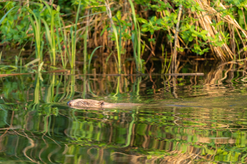 Biber (Beaver)