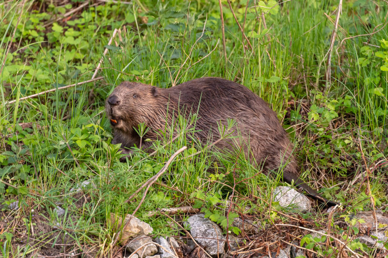 Biber (Beaver)