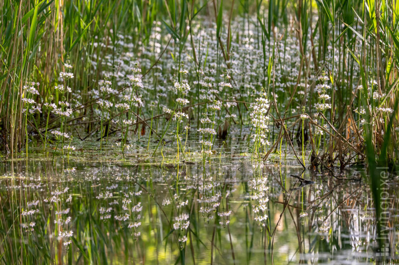  Wasserfeder (Water violet)