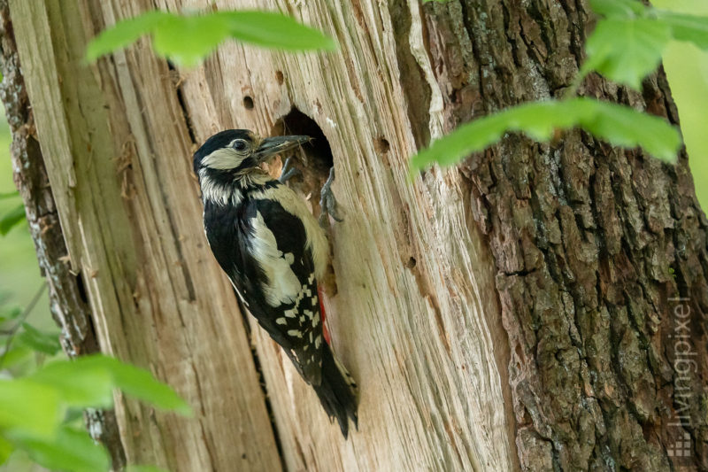 Buntspecht (Great spotted woodpecker)