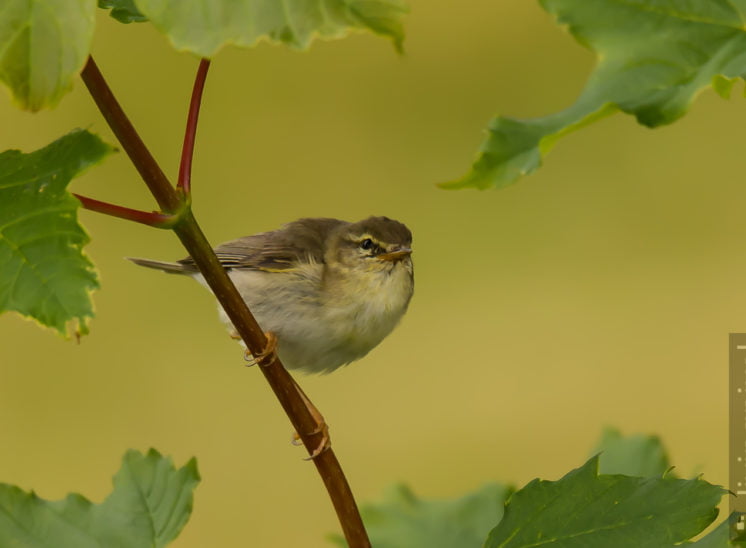 Fitis (Willow warbler)