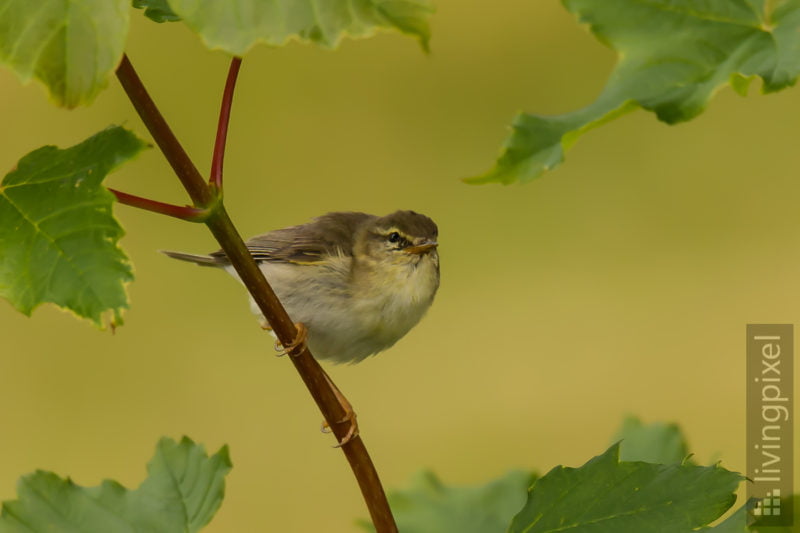 Fitis (Willow warbler)