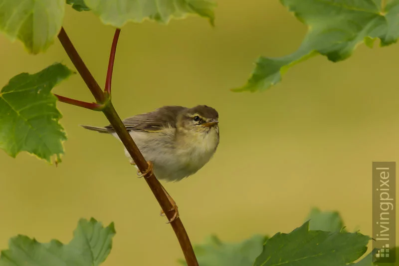 Fitis (Willow warbler)
