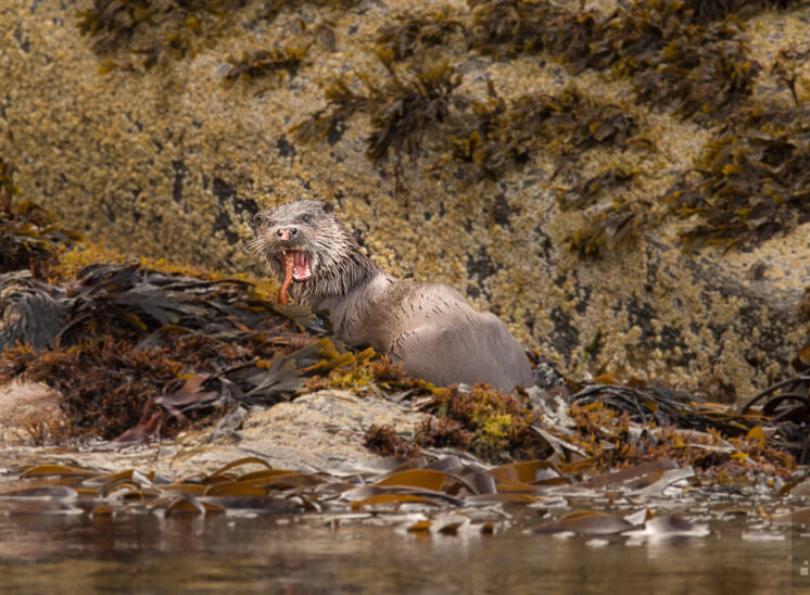 Fischotter (Eurasian otter)