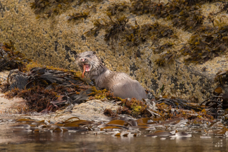 Fischotter (Eurasian otter)