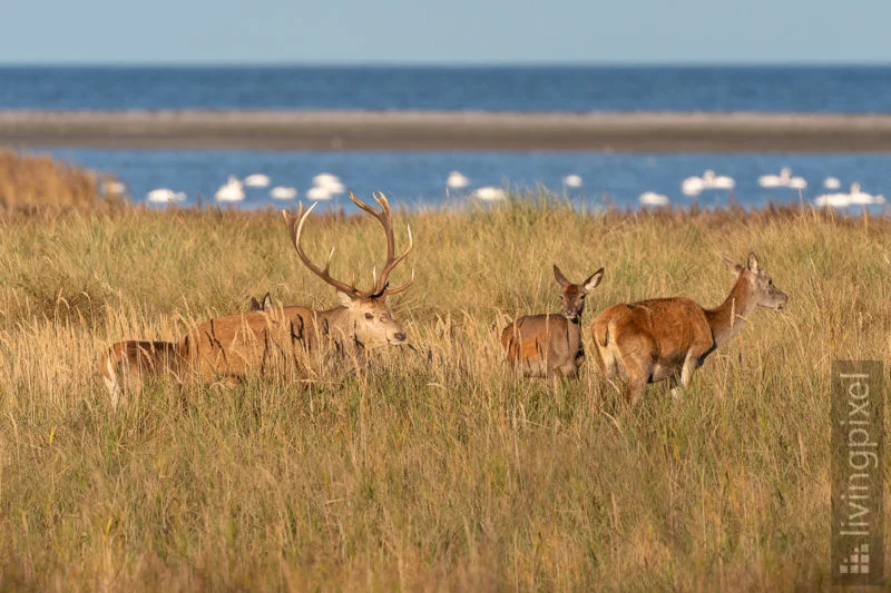 Rothirsch (Red deer)