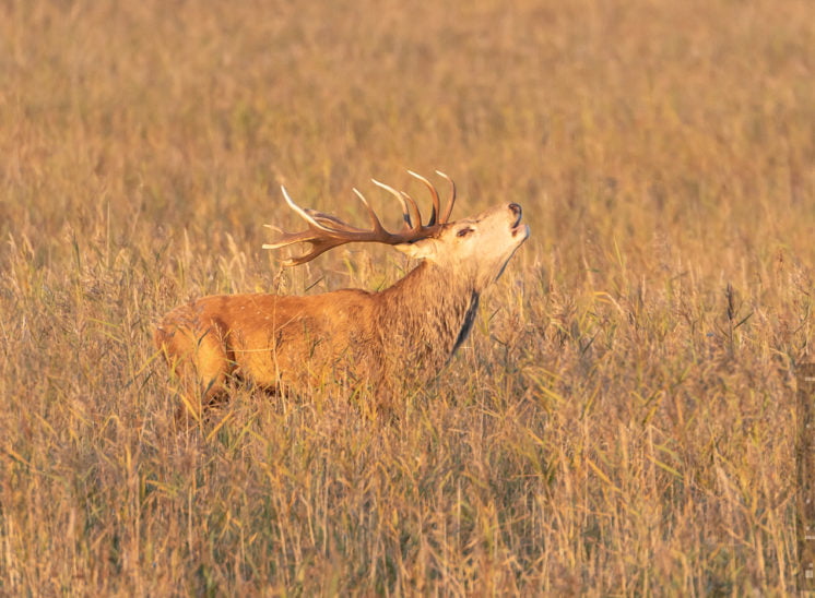Rothirsch (Red deer)