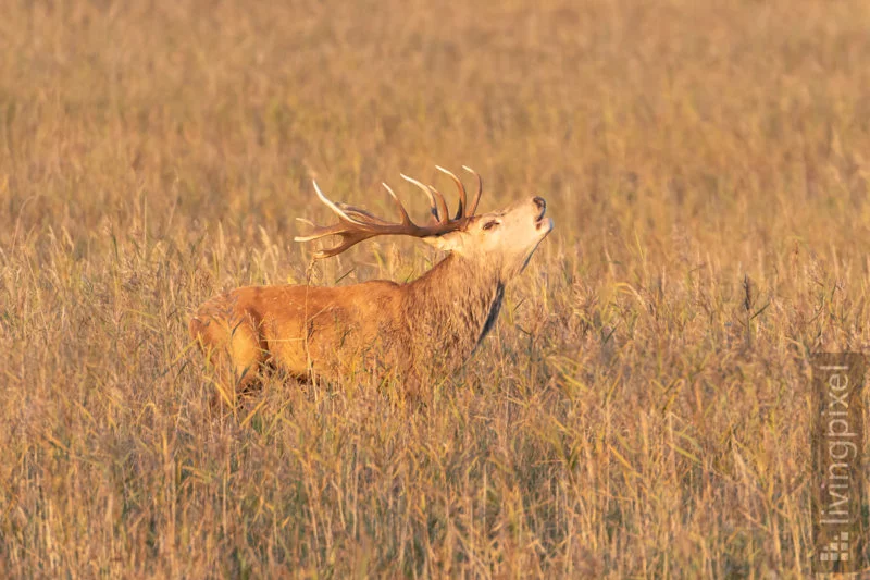 Rothirsch (Red deer)