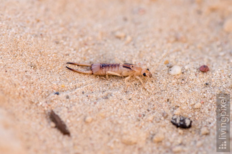 Sandohrwurm (Labidura riparia)