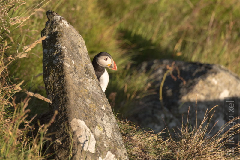 Papageitaucher (Atlantic puffin)