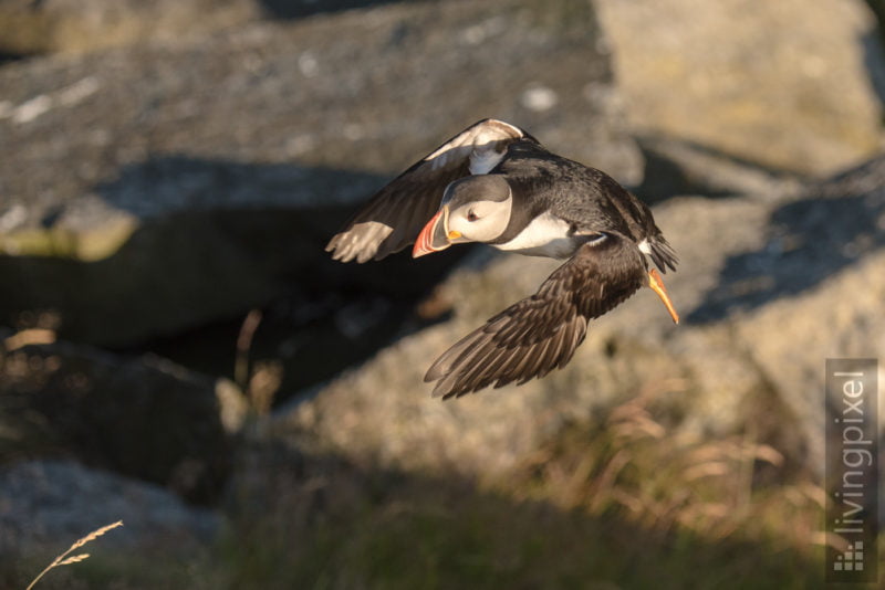 Papageitaucher (Atlantic puffin)