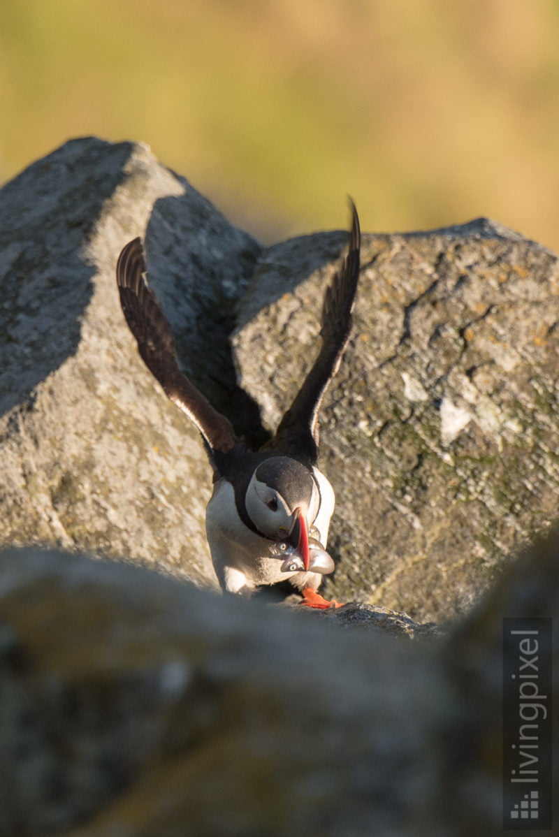 Papageitaucher (Atlantic puffin)