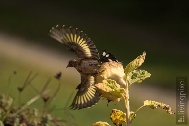 Stieglitz (European goldfinch)