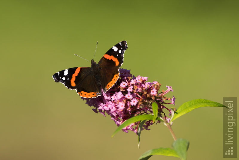 Admiral (Vanessa atalanta)