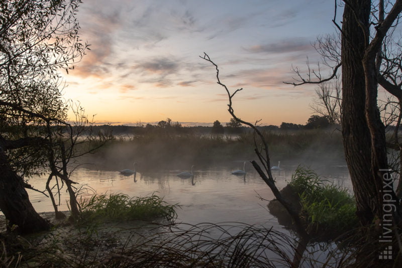 Aufstehen mit Familie Schwan