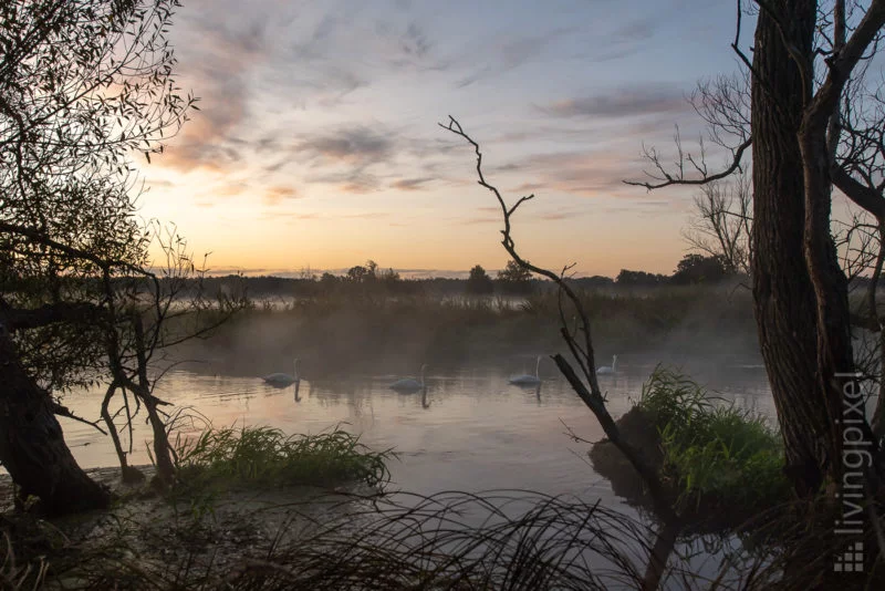 Aufstehen mit Familie Schwan