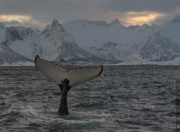 Buckelwal (Humpback whale)