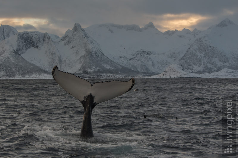 Buckelwal (Humpback whale)