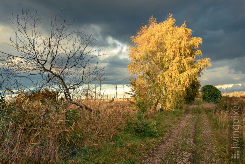 Herbst