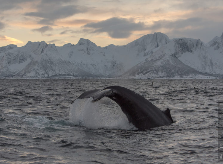 Buckelwal (Humpback whale)