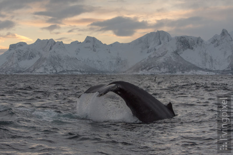 Buckelwal (Humpback whale)