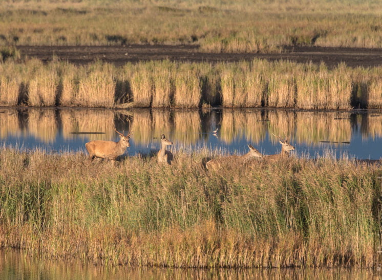 Rothirsch (Red deer)