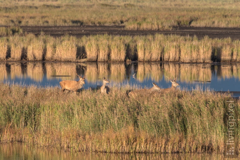 Rothirsch (Red deer)