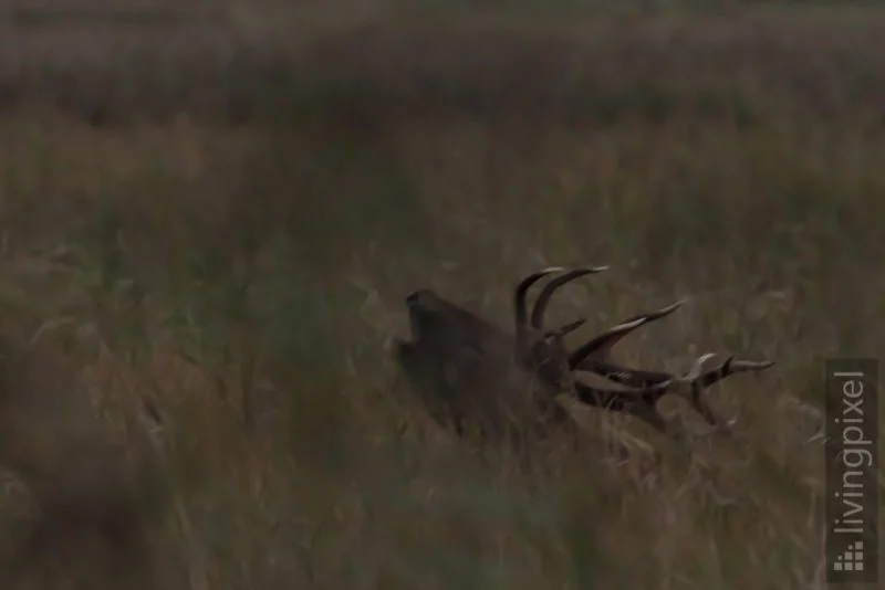 Rothirsch (Red deer)