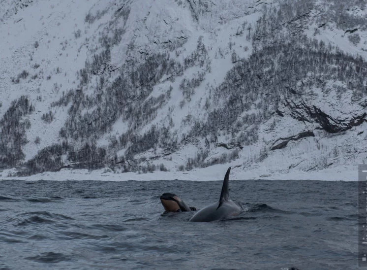 Schwertwal (Orca)